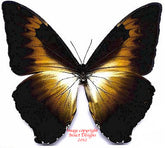 Morpho cisseis phanodemus gahua - orange/brown (Peru)